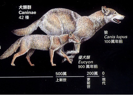 CPTA - 犬的歷史 CPTA - 犬的歷史